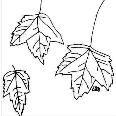 thumbnail for publication: Acer rubrum 'Autumn Flame': 'Autumn Flame' Red Maple